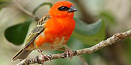 Mauritius f red fody ile aux aigrettes